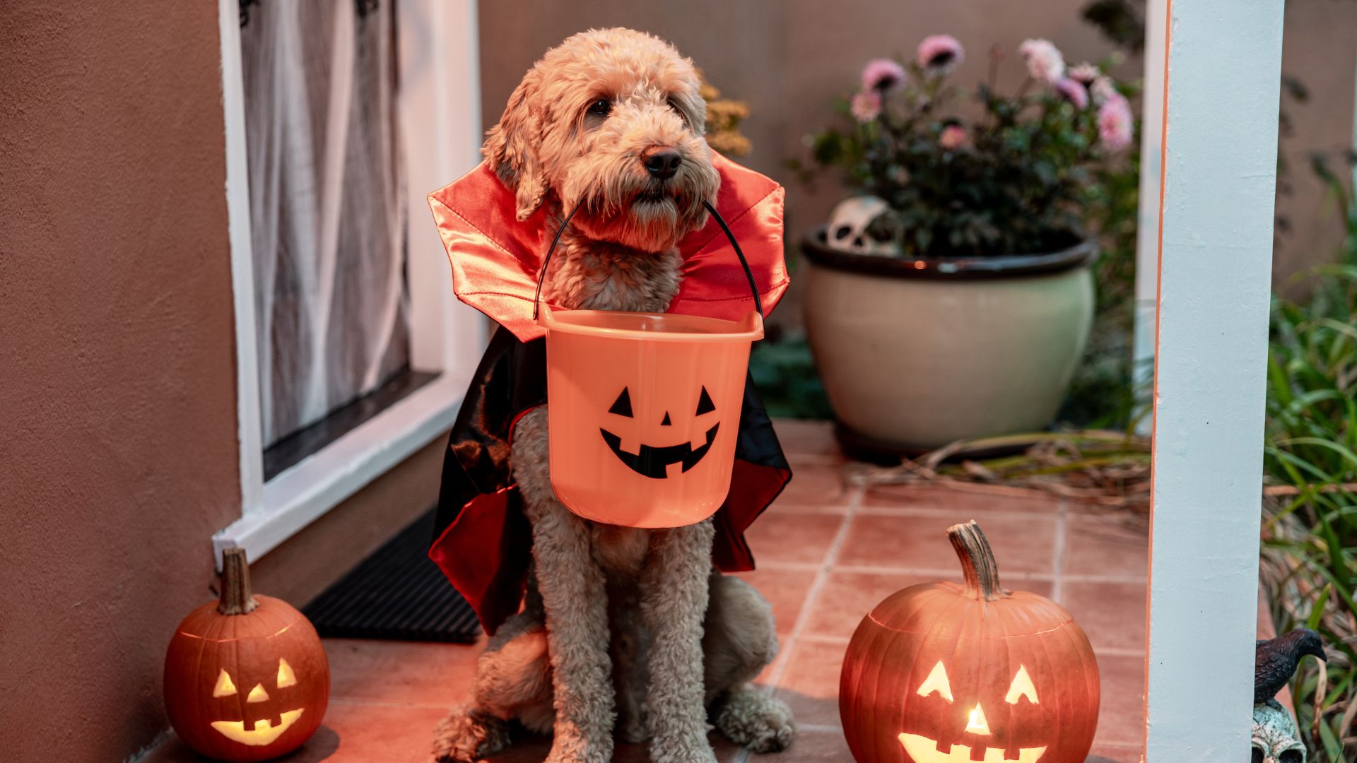 14 of the cutest and spookiest dog Halloween costumes