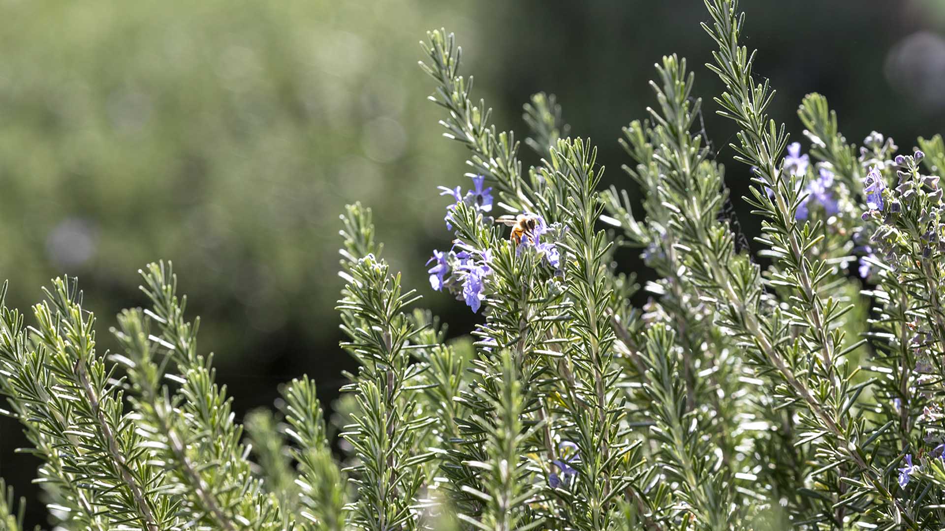 How to propagate and grow rosemary from a cutting