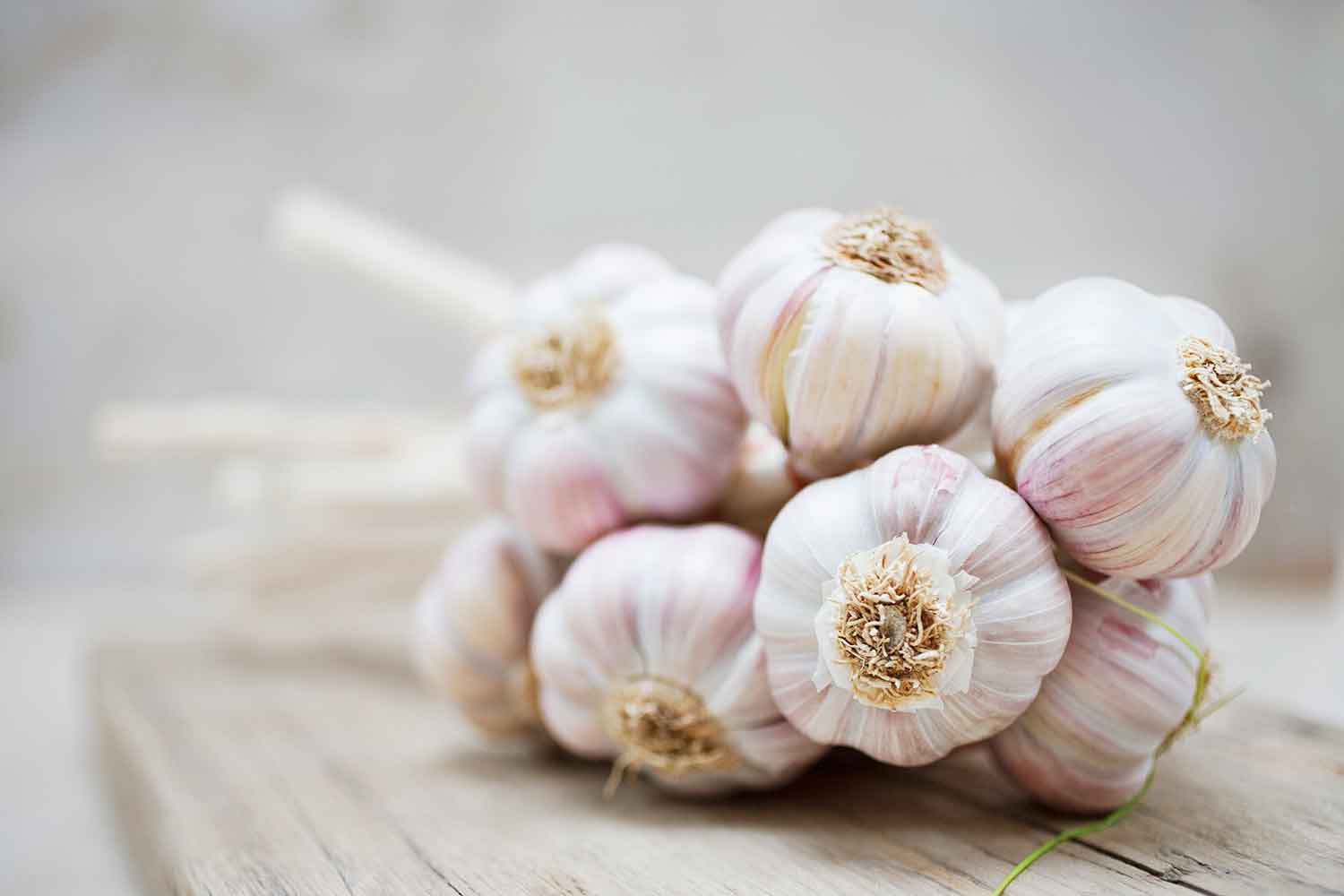 How to grow garlic