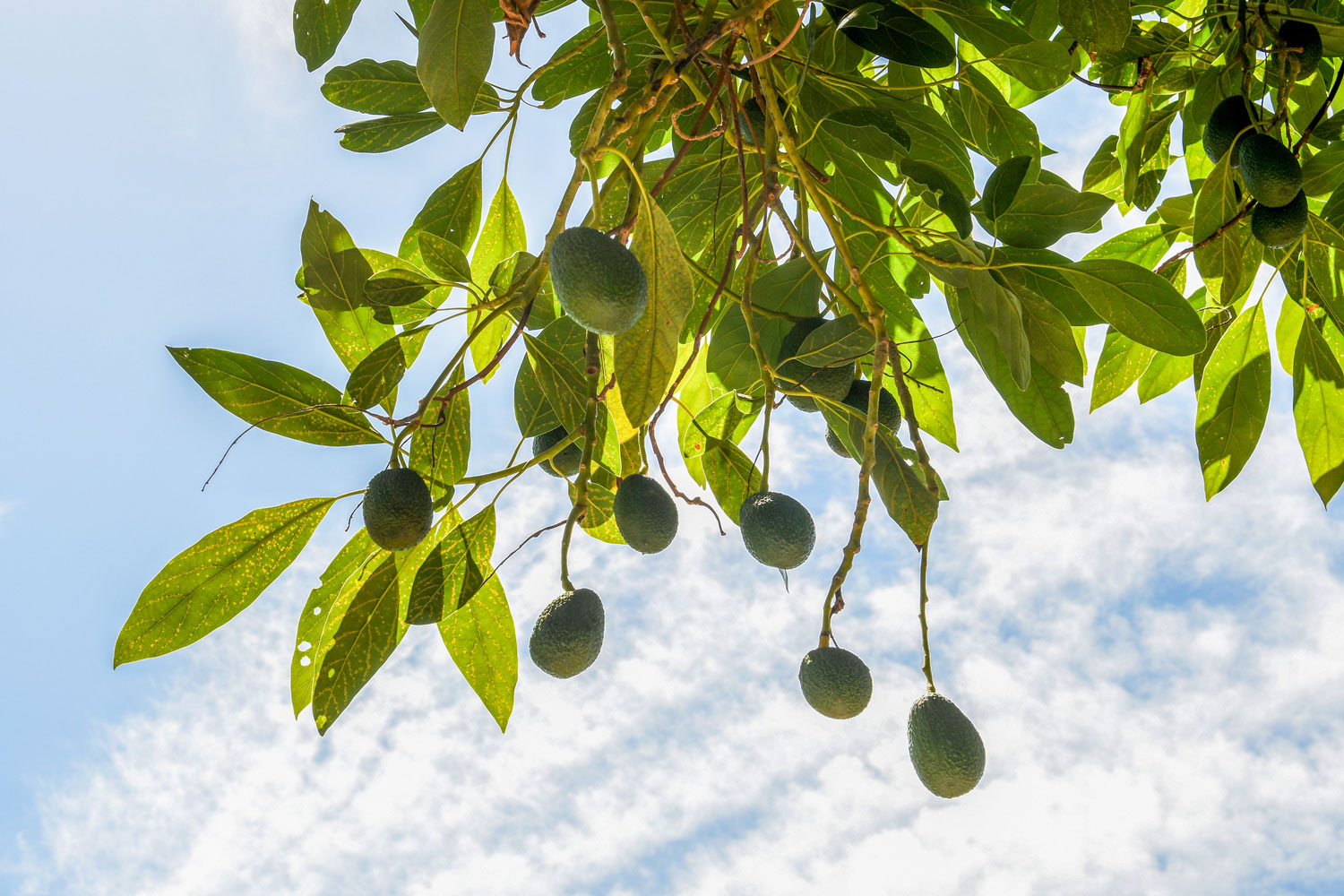 How to grow an avocado tree