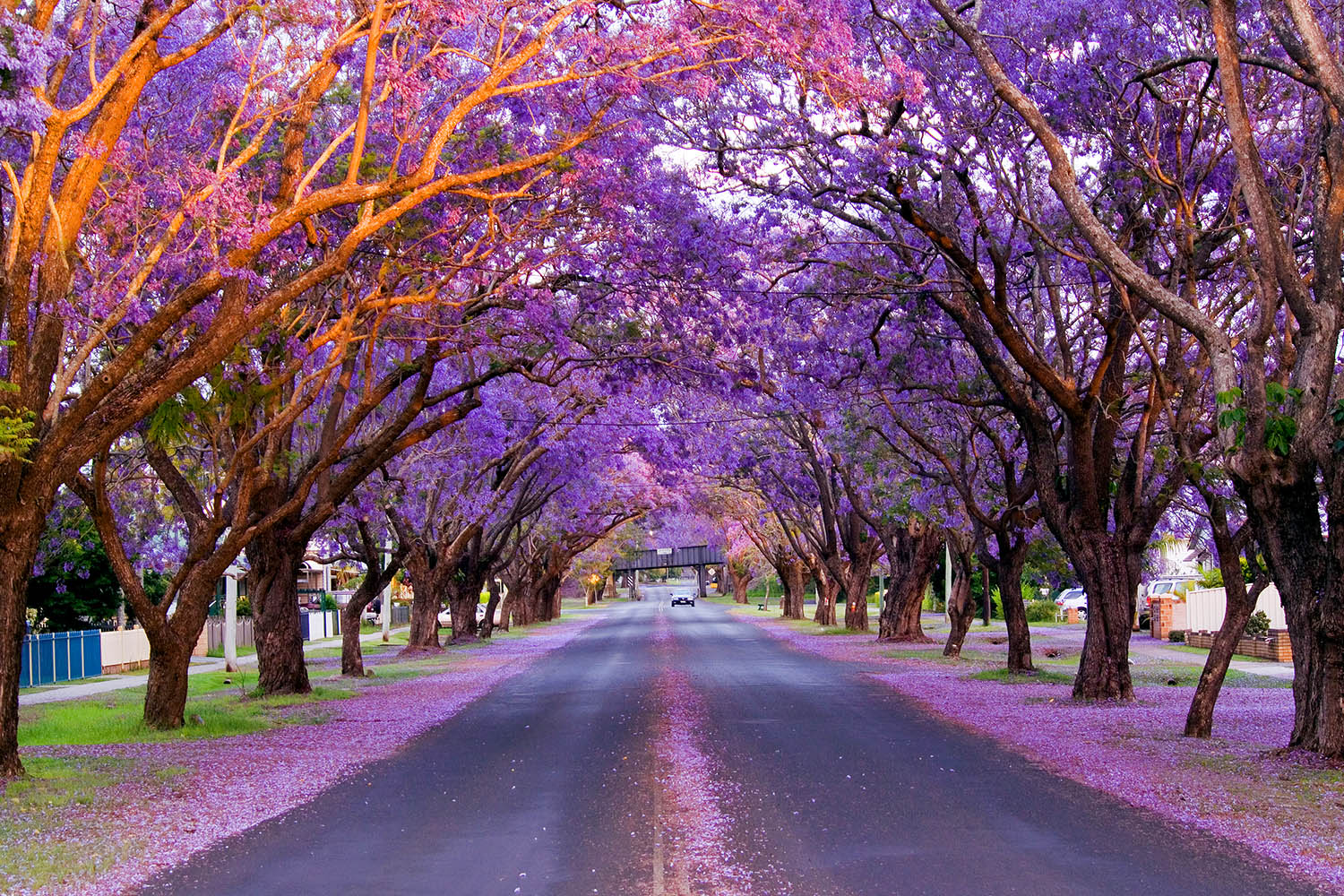 Best places to see Australia’s jacaranda trees this spring