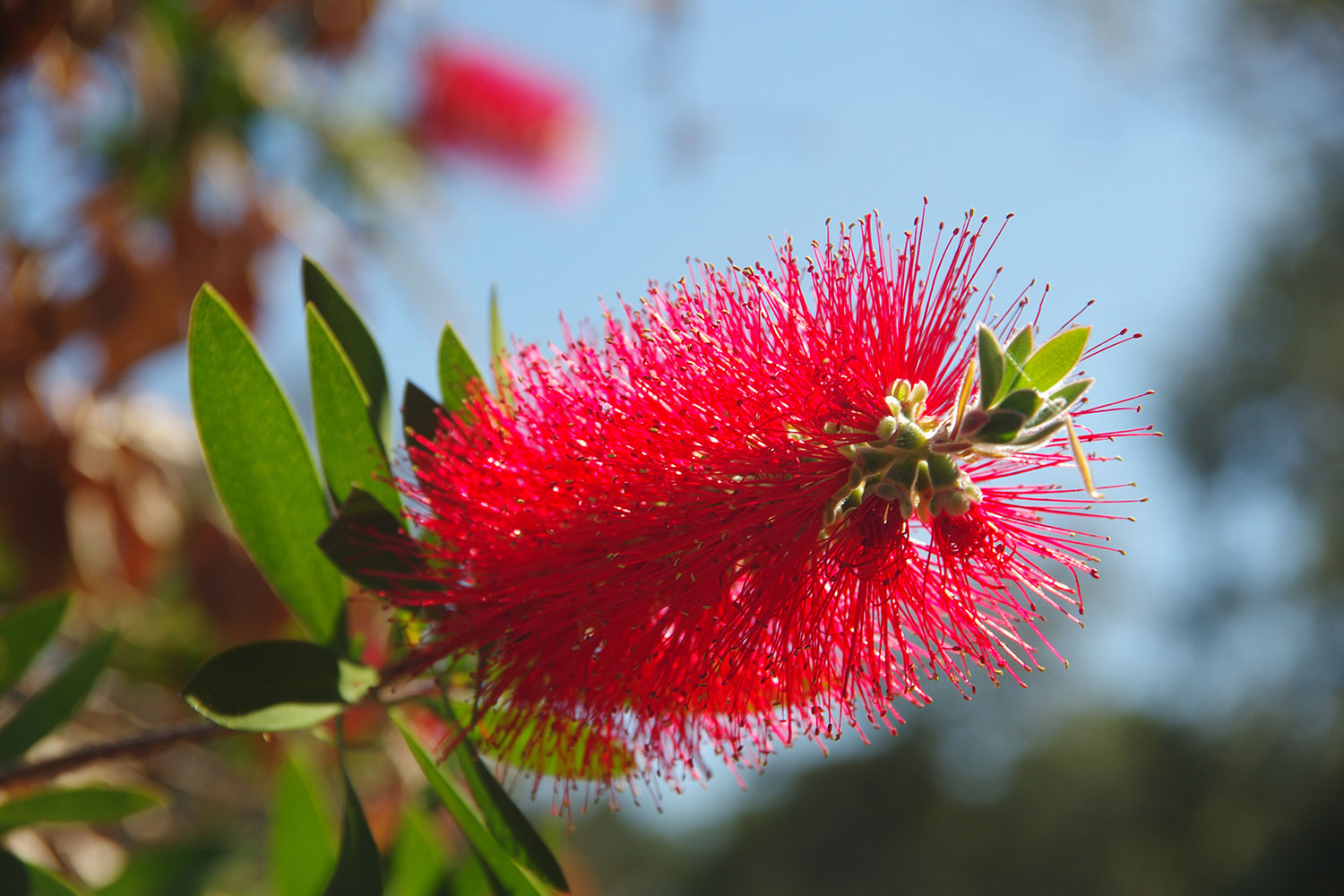 The essential Australian native plants guide | Better Homes and Gardens