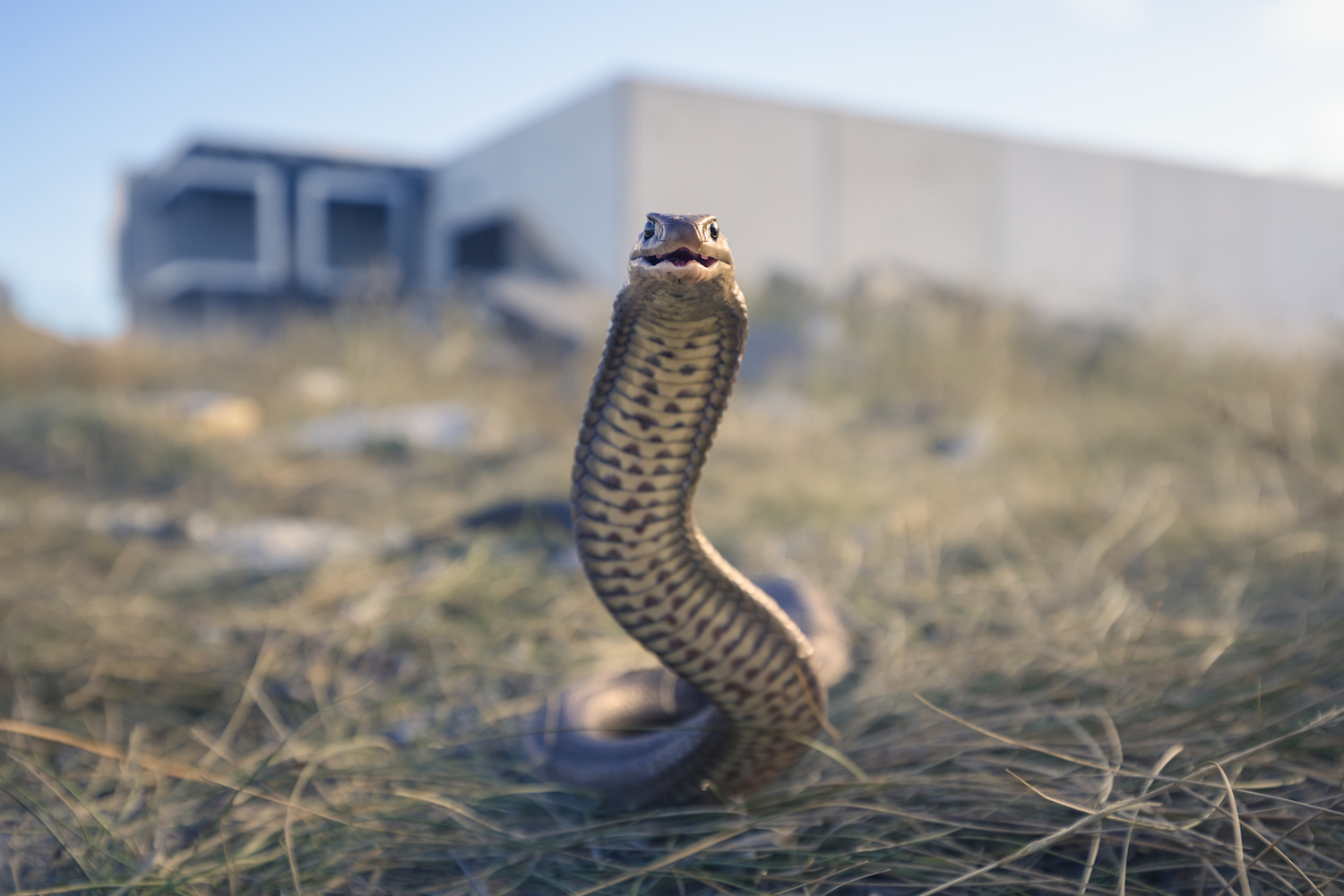 Snake repellent: how to keep your home snake free