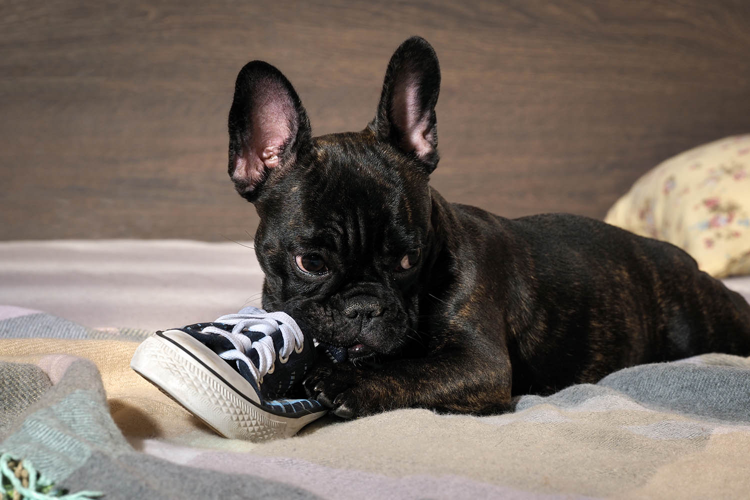 puppy chewing on shoe