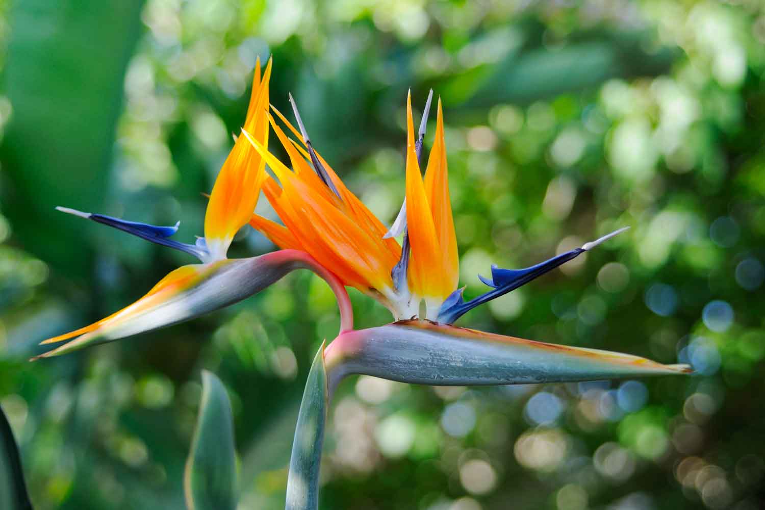 How to grow and care for bird of paradise plant