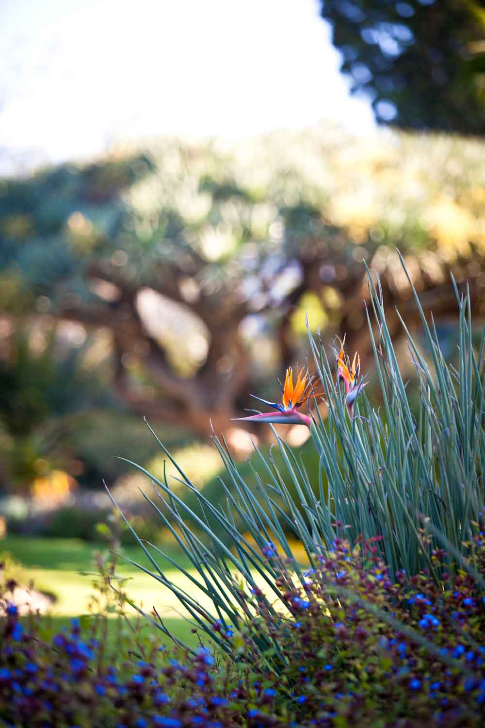 Strelitzia juncea bird of paradise