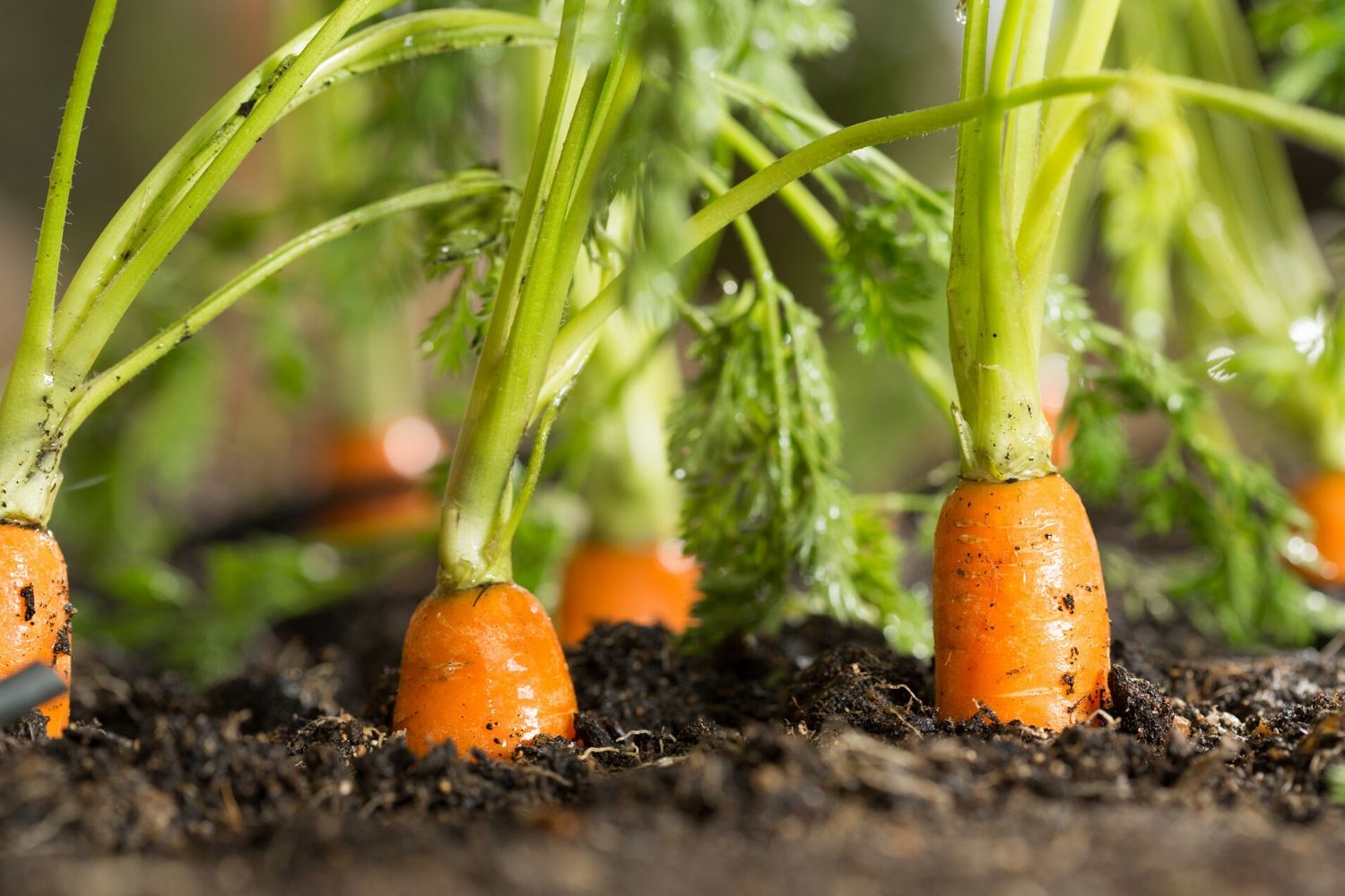 How to grow carrot: learn how to plant, grow and harvest carrots ...