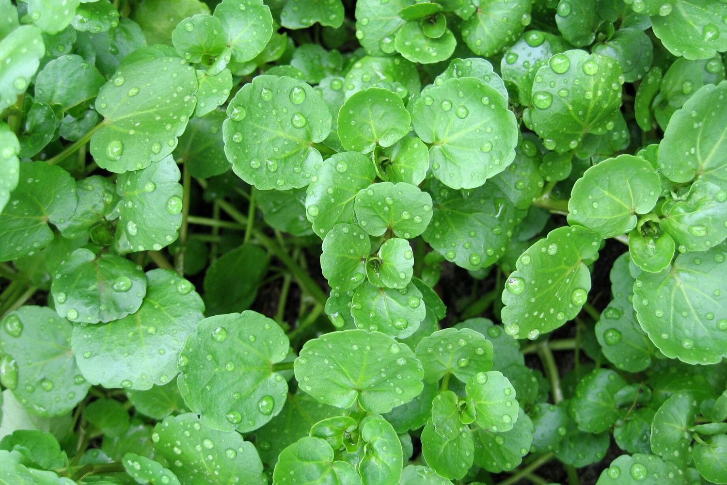 How To Grow Watercress With Tips For Sowing And Harvesting 