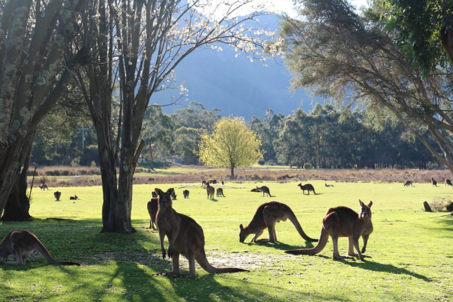 Halls Gap Lakeside camping