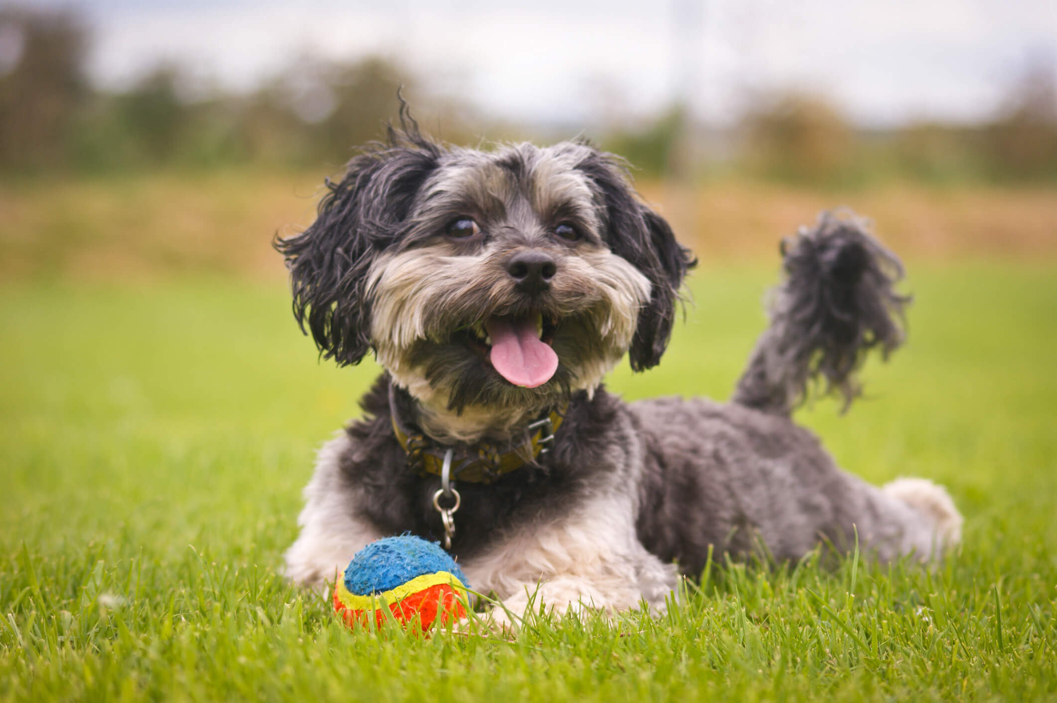 Moodle (Maltipoo) Dog Breed Facts & Info | Better Homes and Gardens