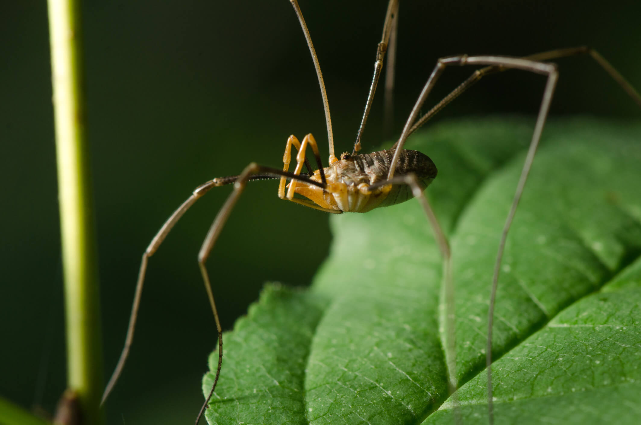 A daddy long legs spider on a leaf