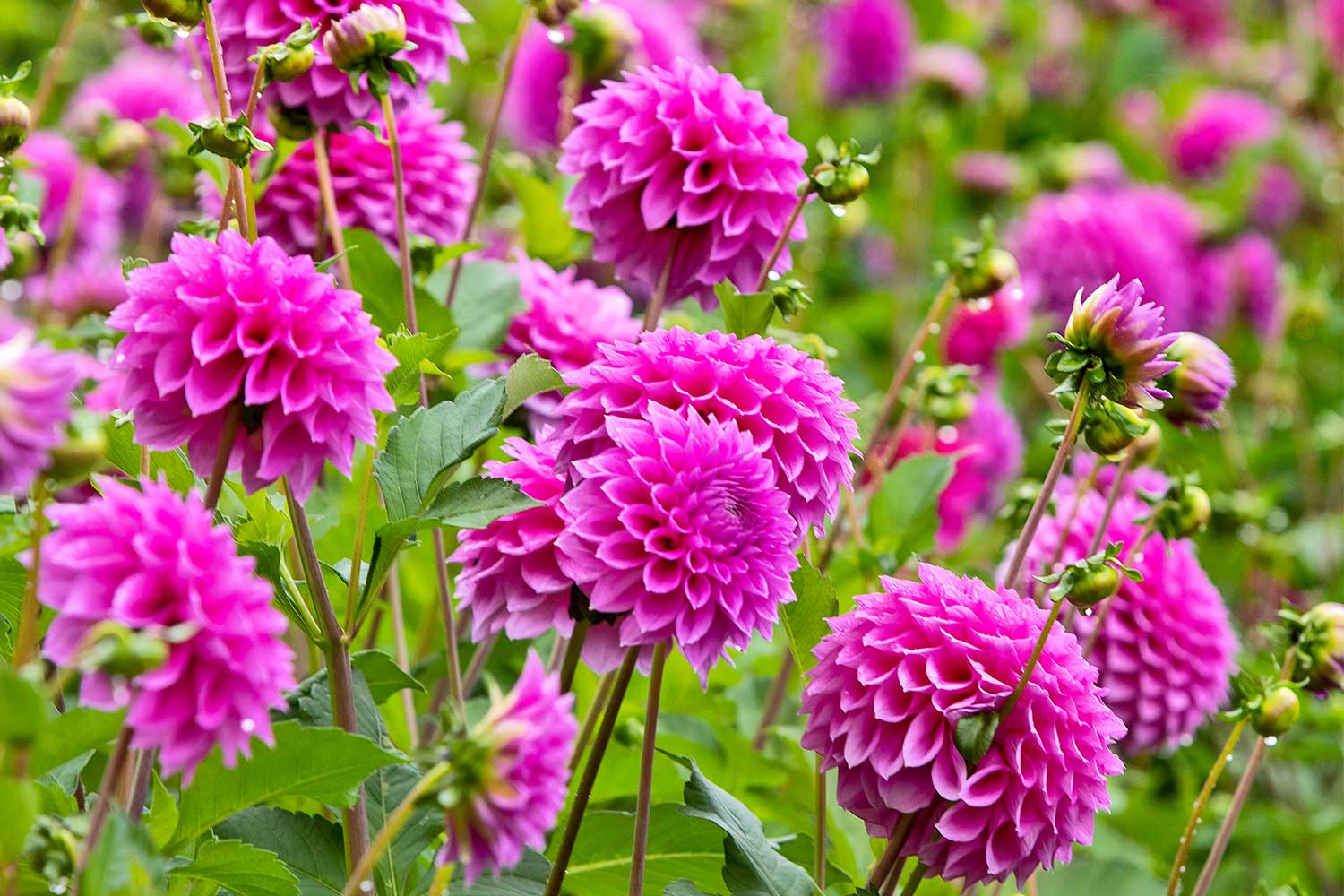 How to grow dahlias