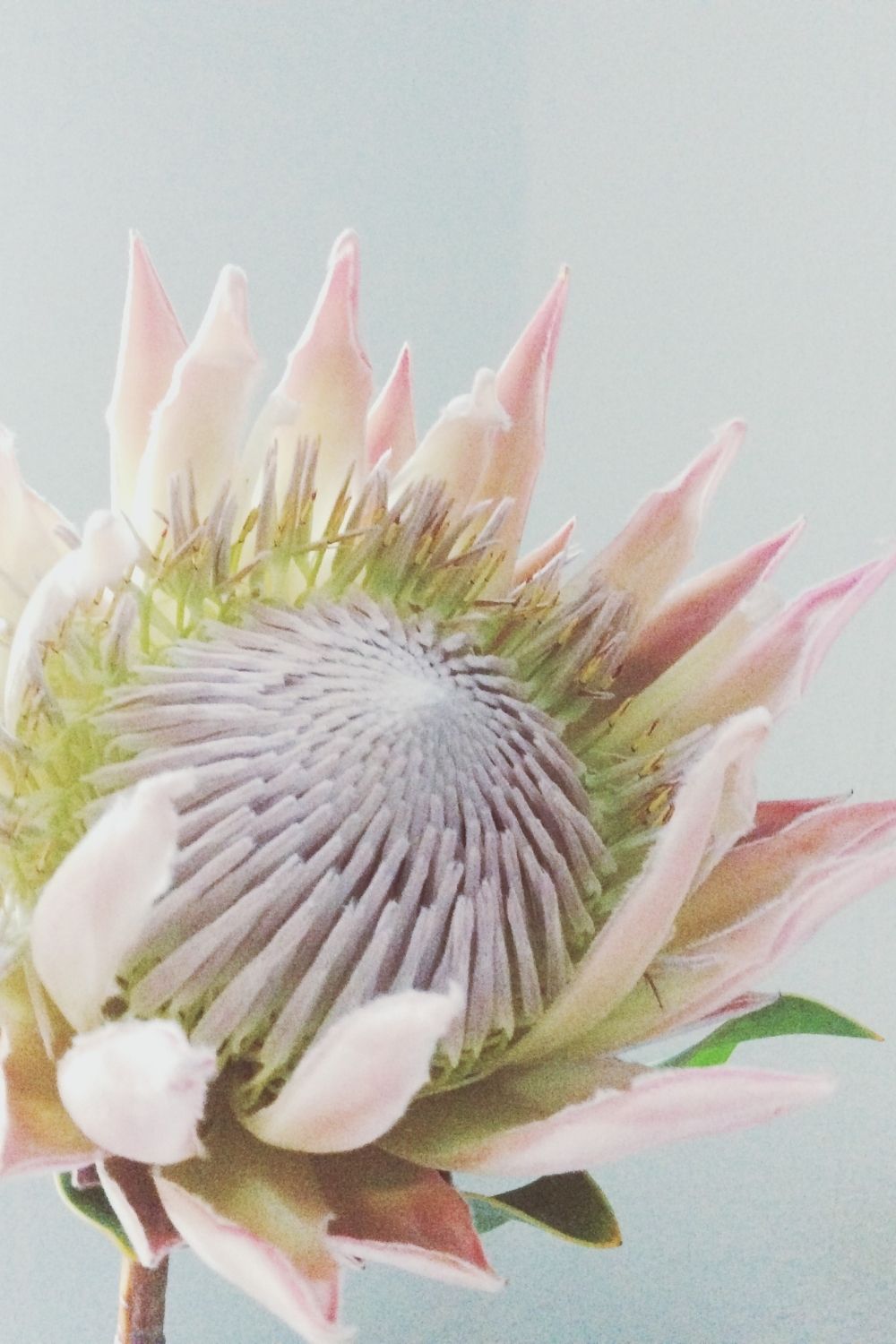 How to grow proteas | Better Homes and Gardens