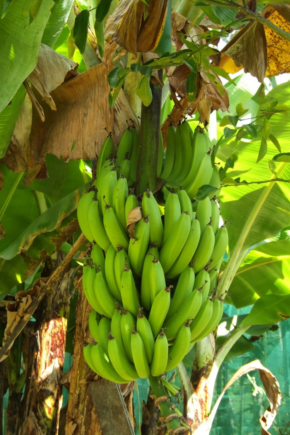 How to grow banana plants for the tastiest fruit | Better Homes and Gardens