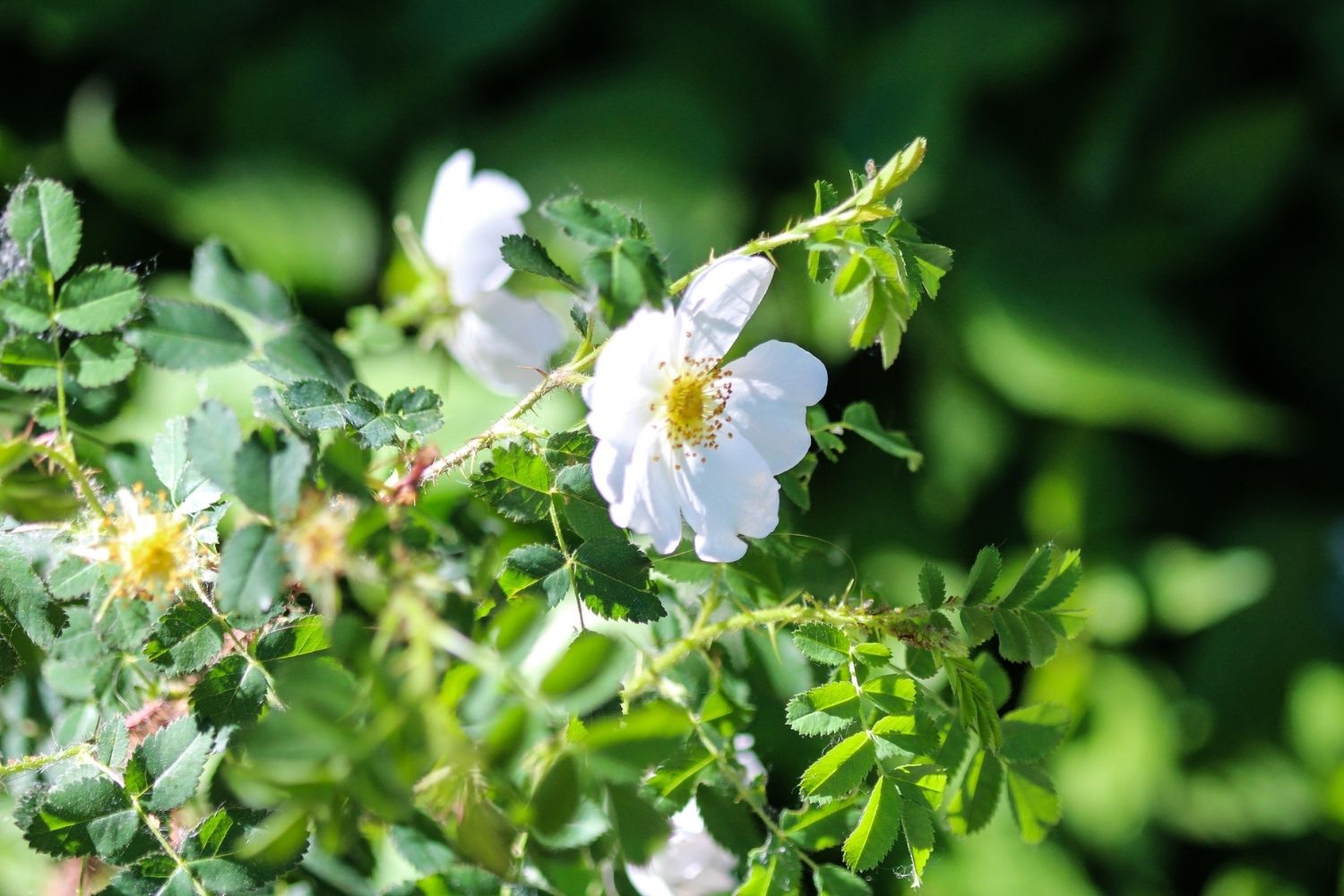 Anzac day florals: Their meaning and history explained | Better Homes ...