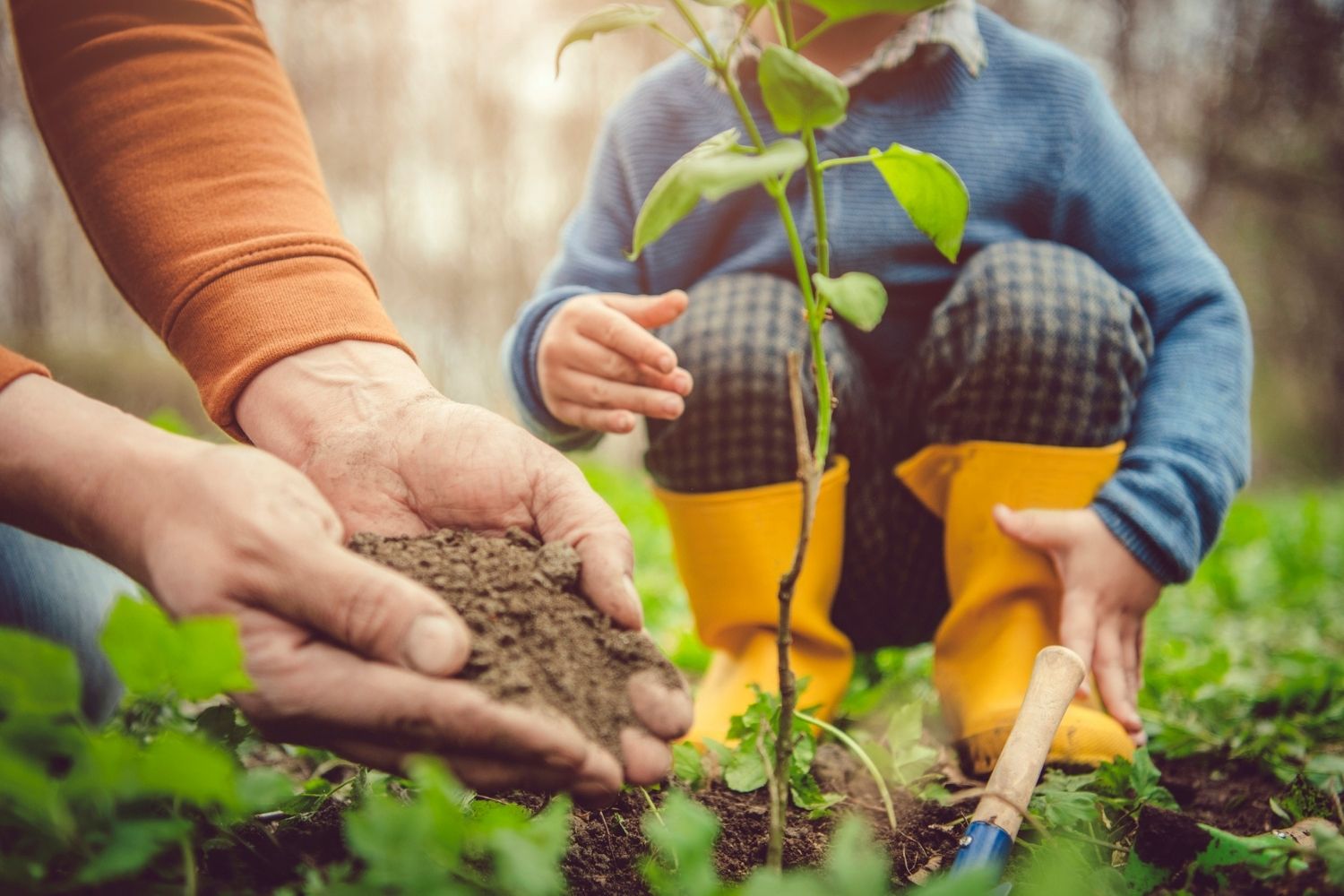 Tree Planting Guide: Tips for Successful Growth | Better Homes and Gardens