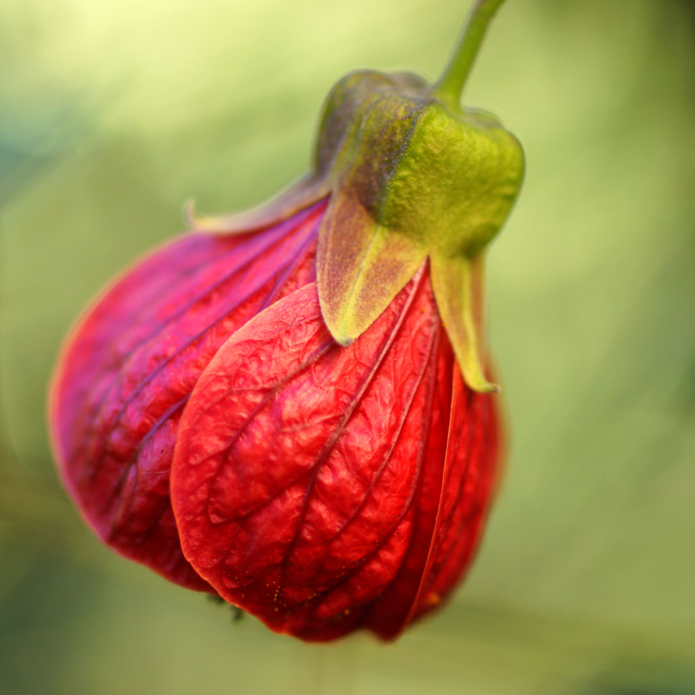 How to grow and care for Chinese lantern plants | Better Homes and Gardens