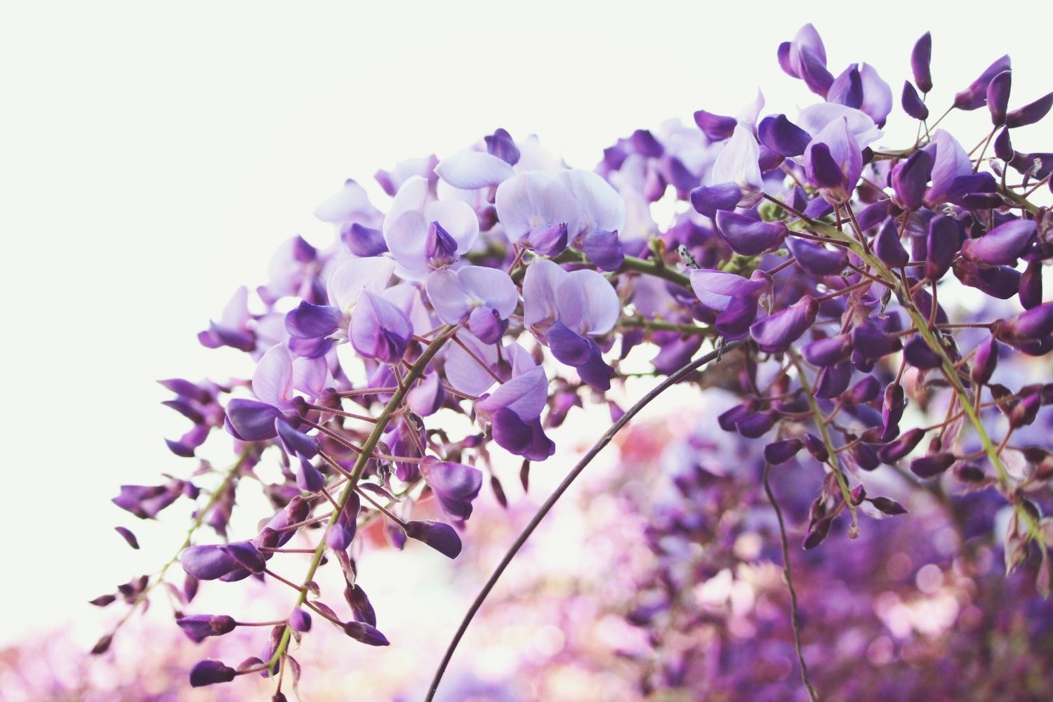 How to grow wisteria: A guide to the garden’s most romantic vine