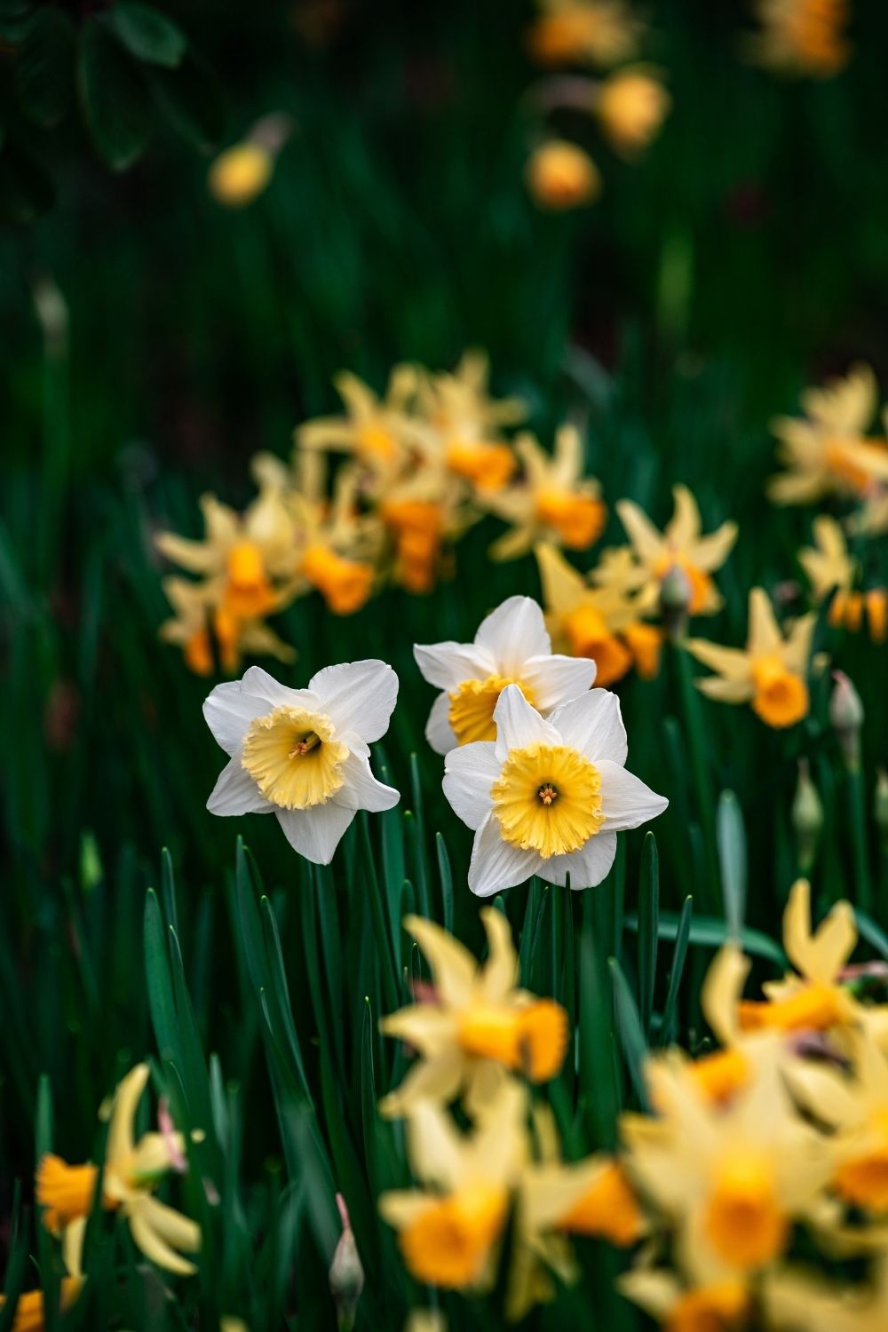 10 of the best spring flowers | Better Homes and Gardens