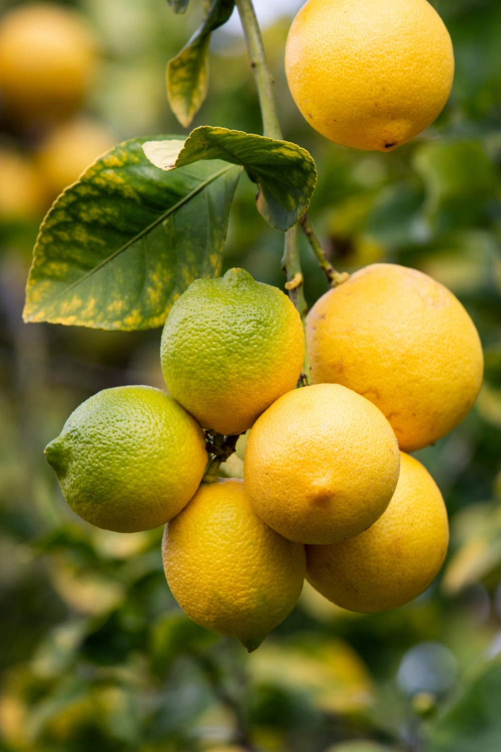 Growing lemon trees: how to plant and grow lemons | Better Homes and ...