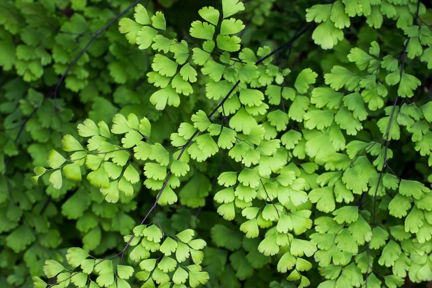 Maidenhair ferns: how to grow and care for them | Better Homes and Gardens