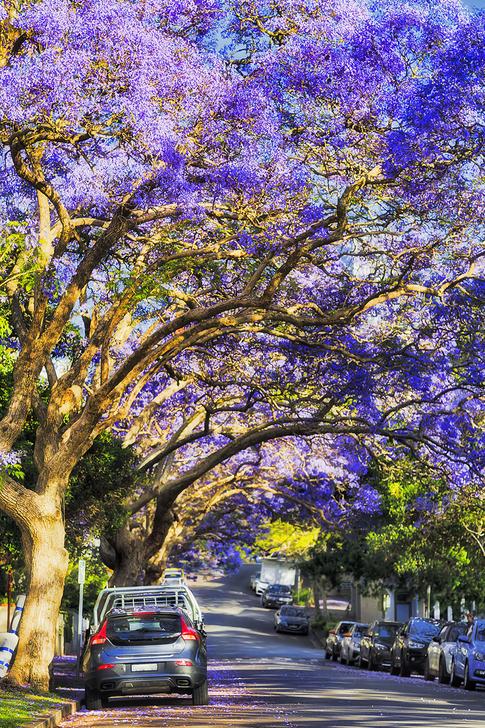 Jacarandas in Kirribilli