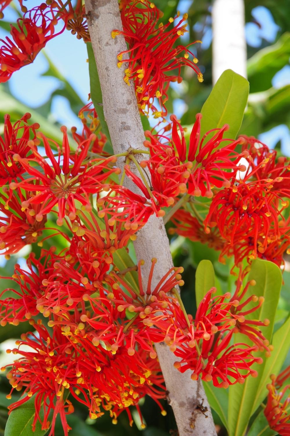 firewheel tree (Stenocarpus sinuatus)