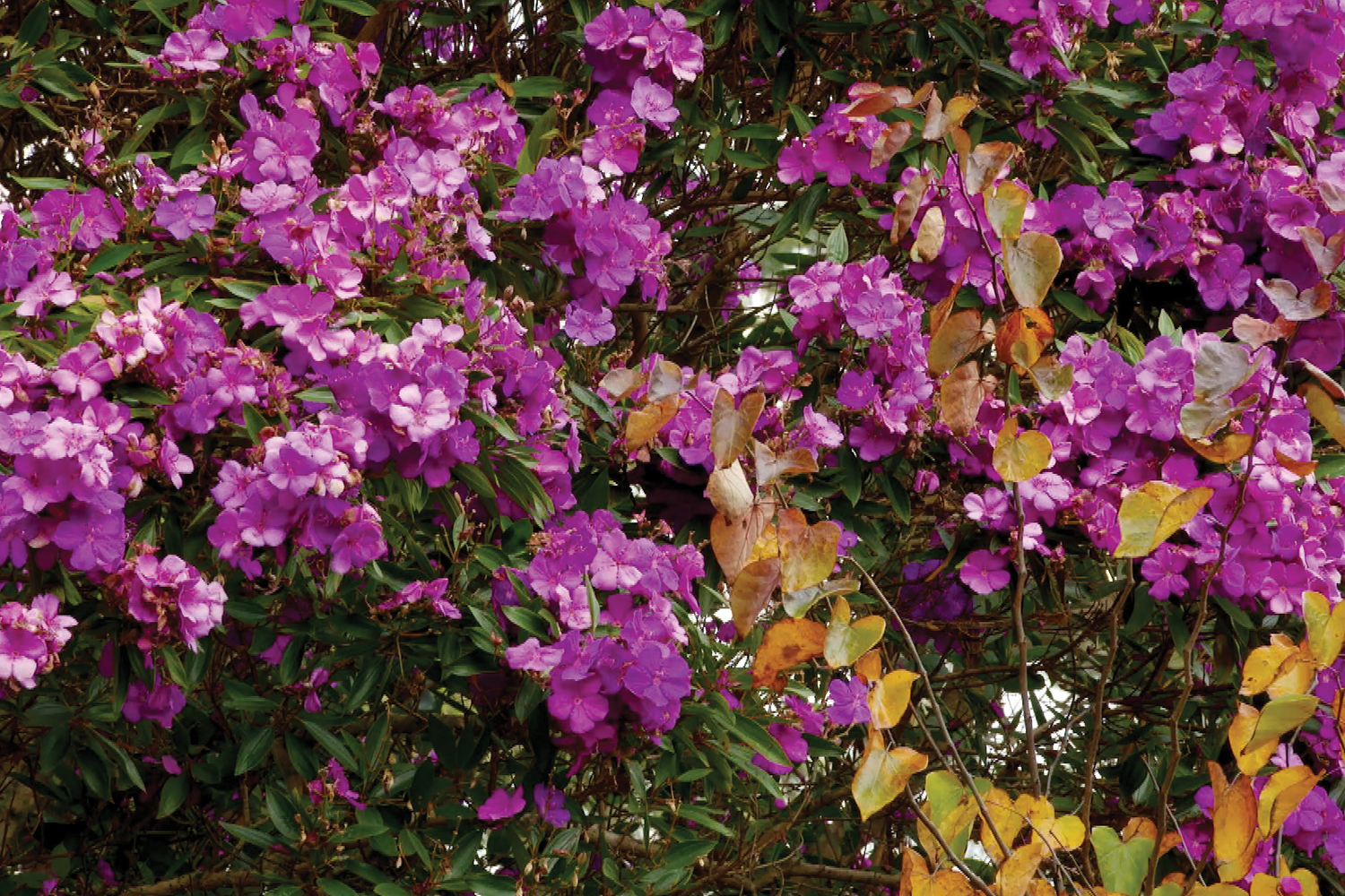 Charlie’s favourite purple plants