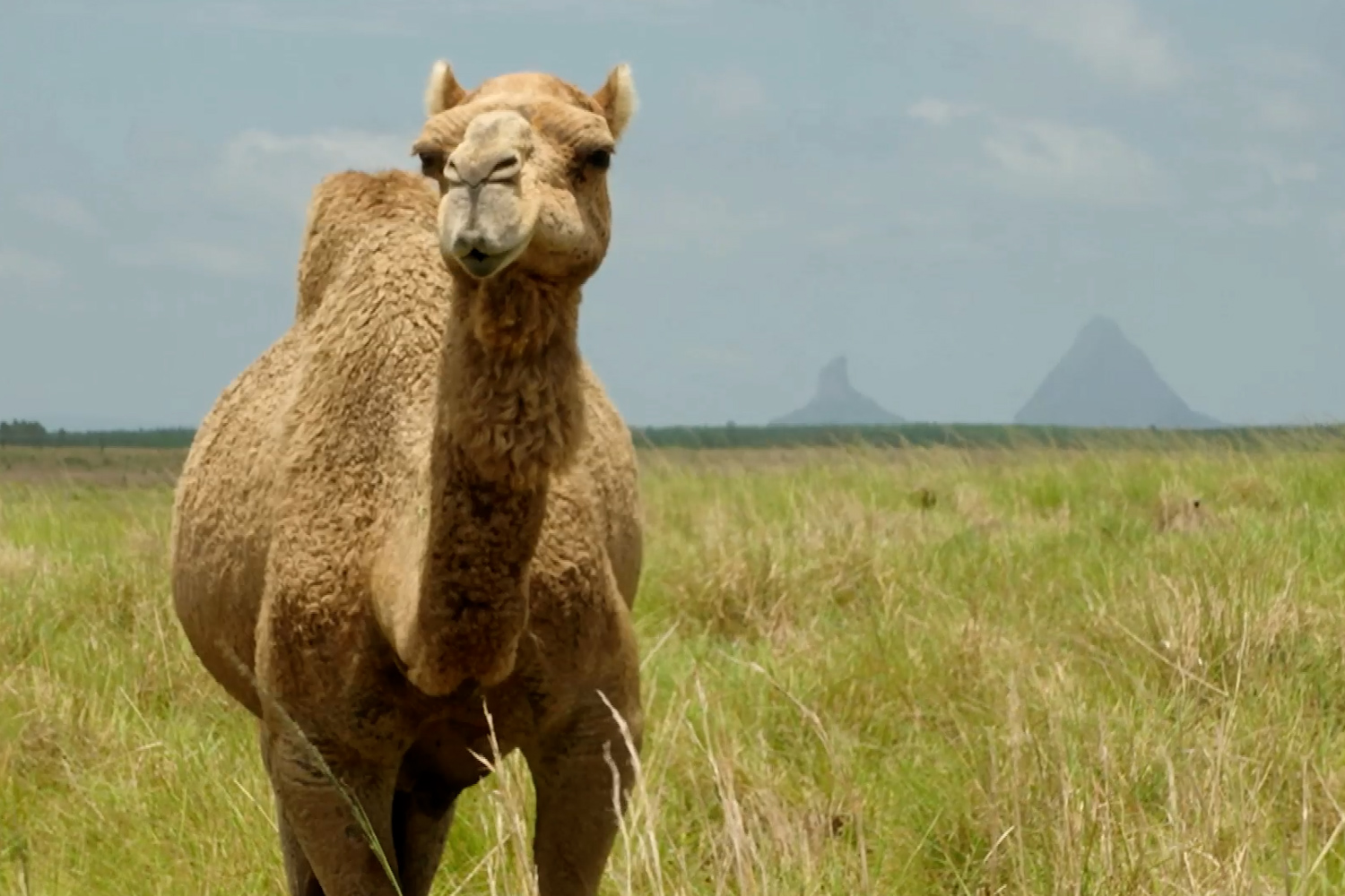 Dr Harry visits a camel farm in Queensland