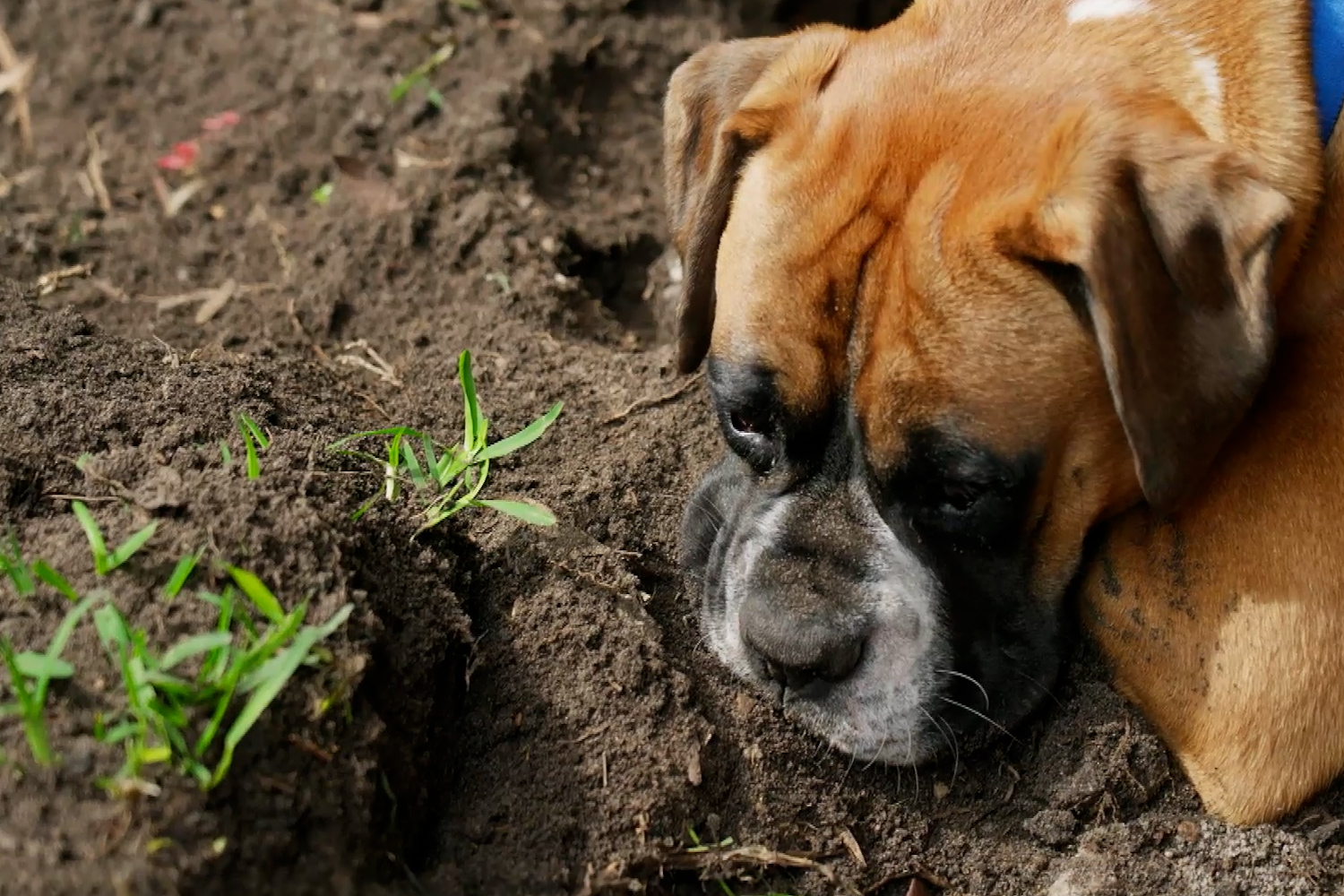 How to stop your dog digging holes in your backyard