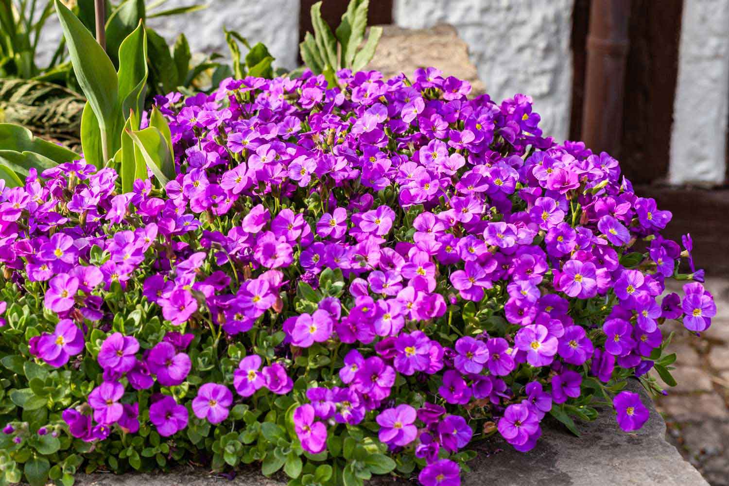 The best plants for between your pavers in Australia Better Homes and