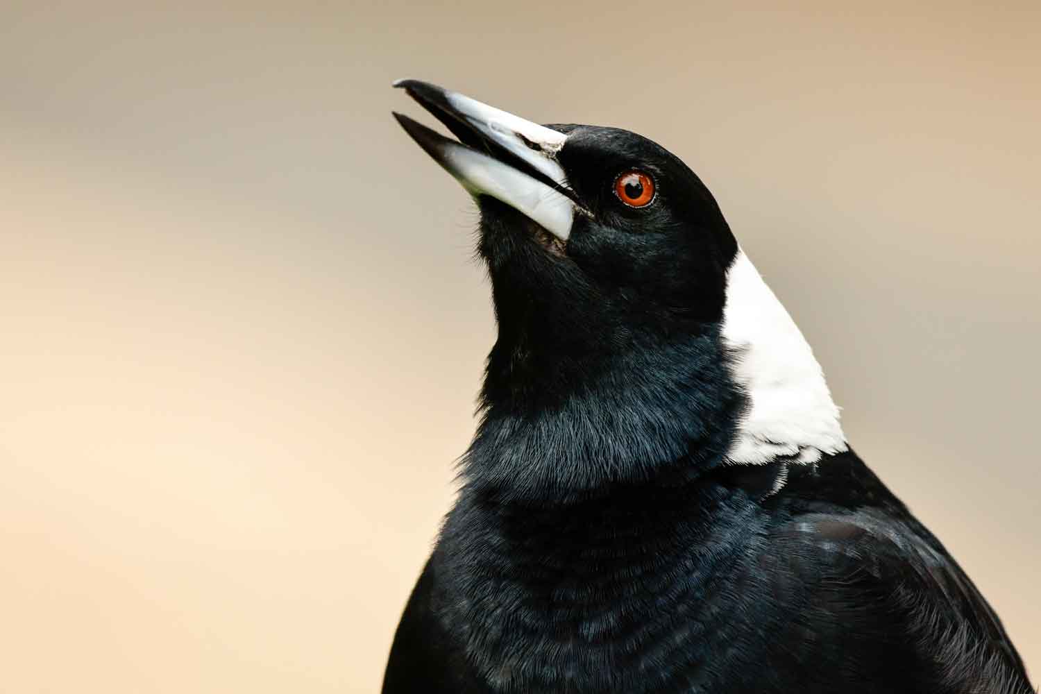 Here's How Magpies Make Friends With People | Better Homes and Gardens