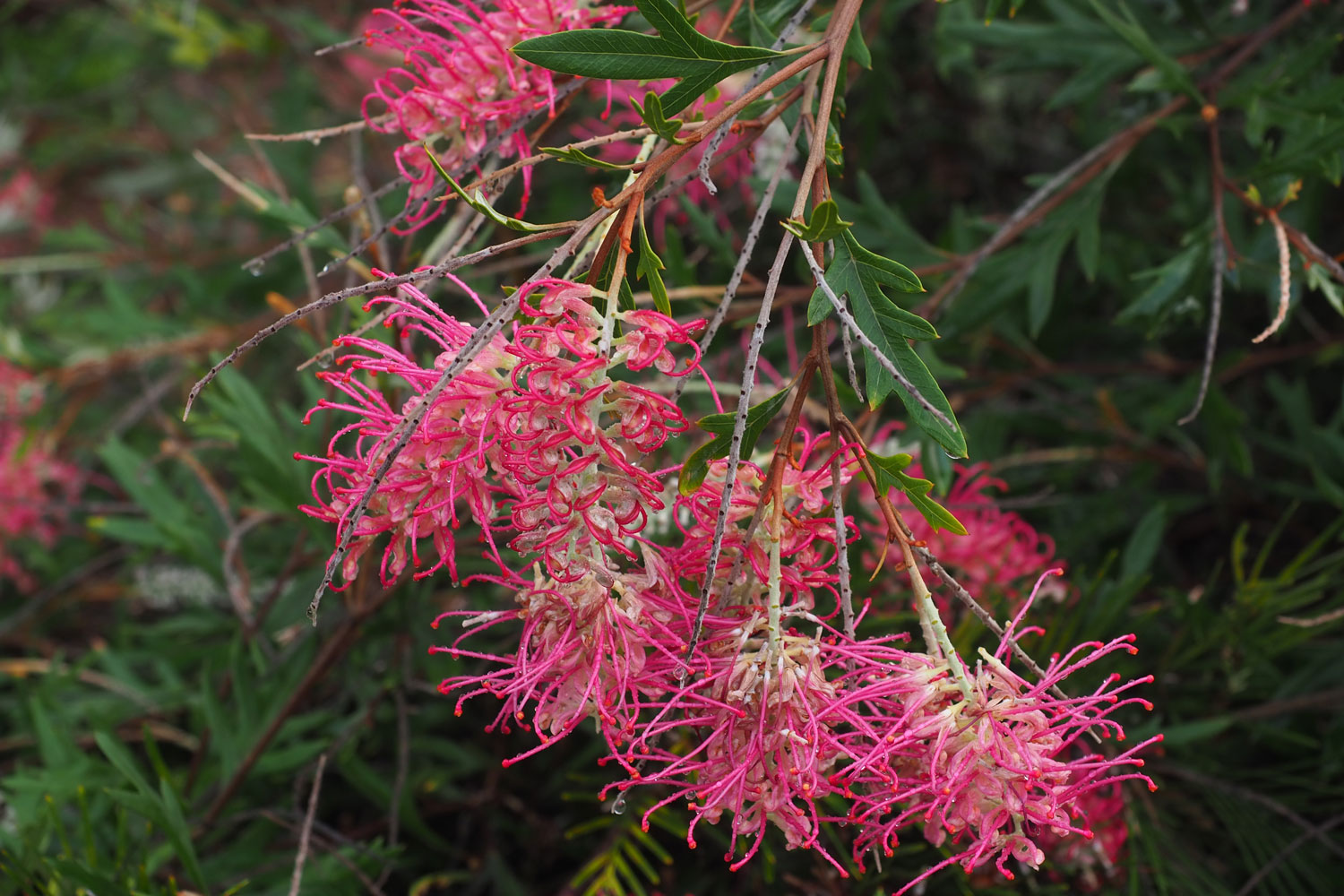 New hybrid grevillea: Boorloo Moon will bring all the birds to your yard