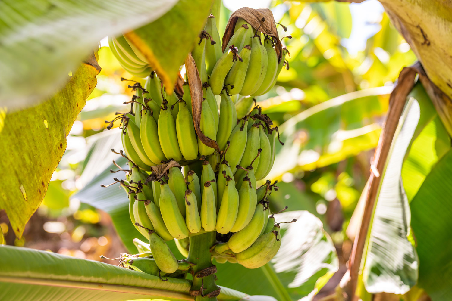 Why We Could All Be Eating Genetically Modified Bananas Soon 