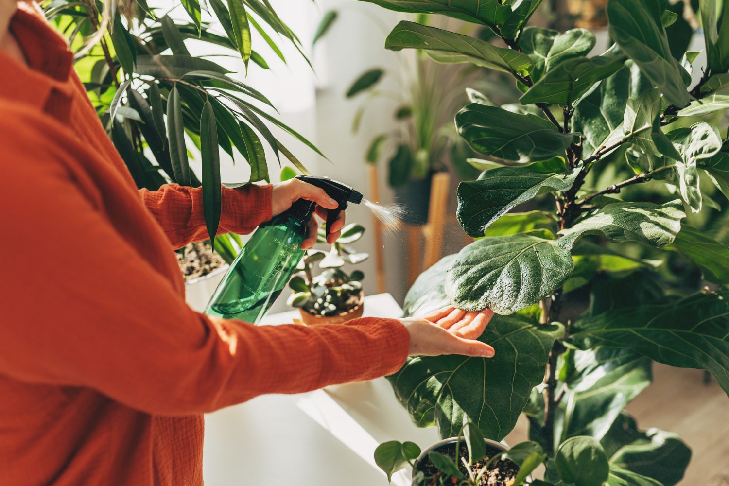 Why Is My Indoor Plant Turning Brown? 3 Reasons | Better Homes and Gardens