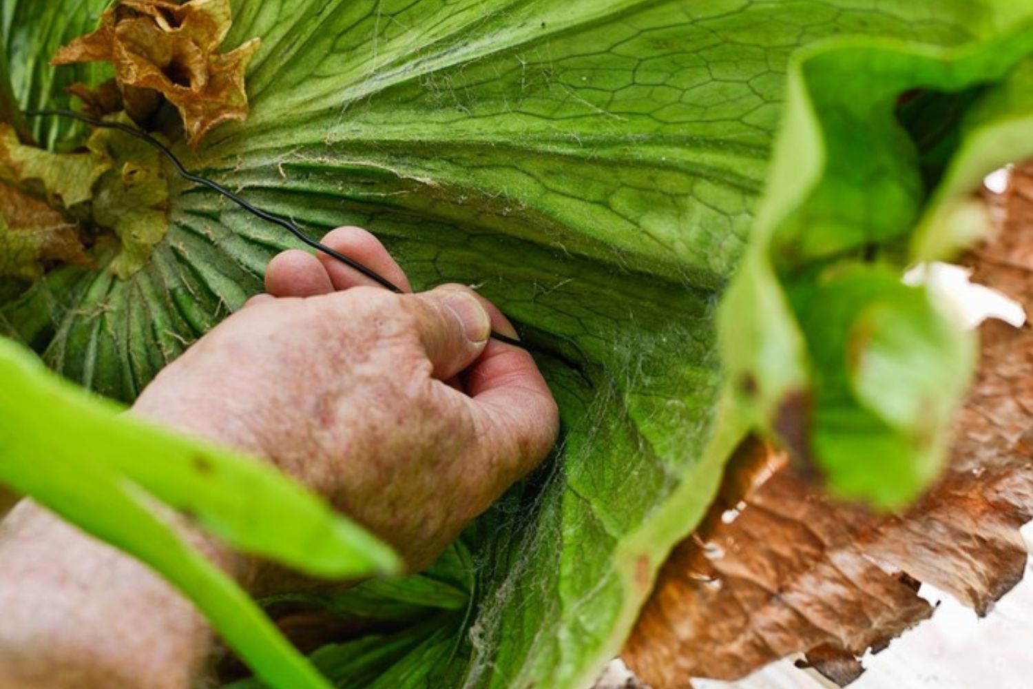 2 inventive ways to hang staghorn and elkhorn ferns