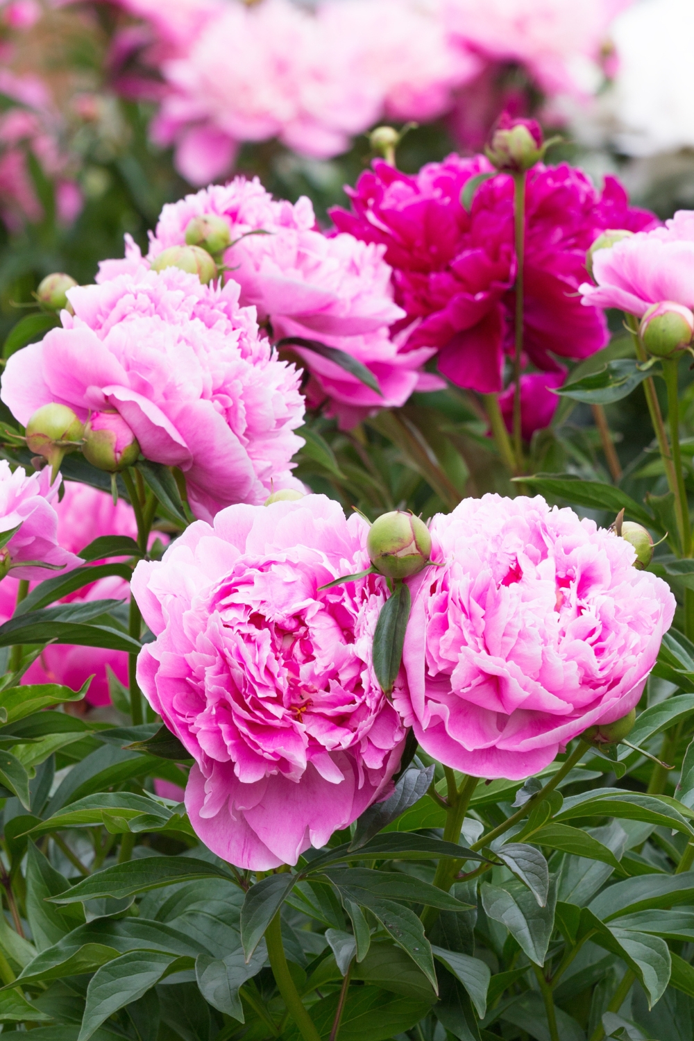 8 fragrant flowers for the sweetest smelling garden | Better Homes and ...