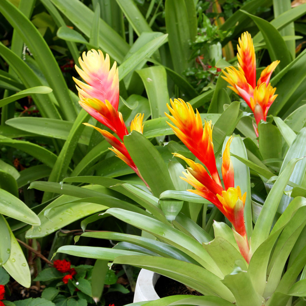 Bromeliad varieties | Better Homes and Gardens