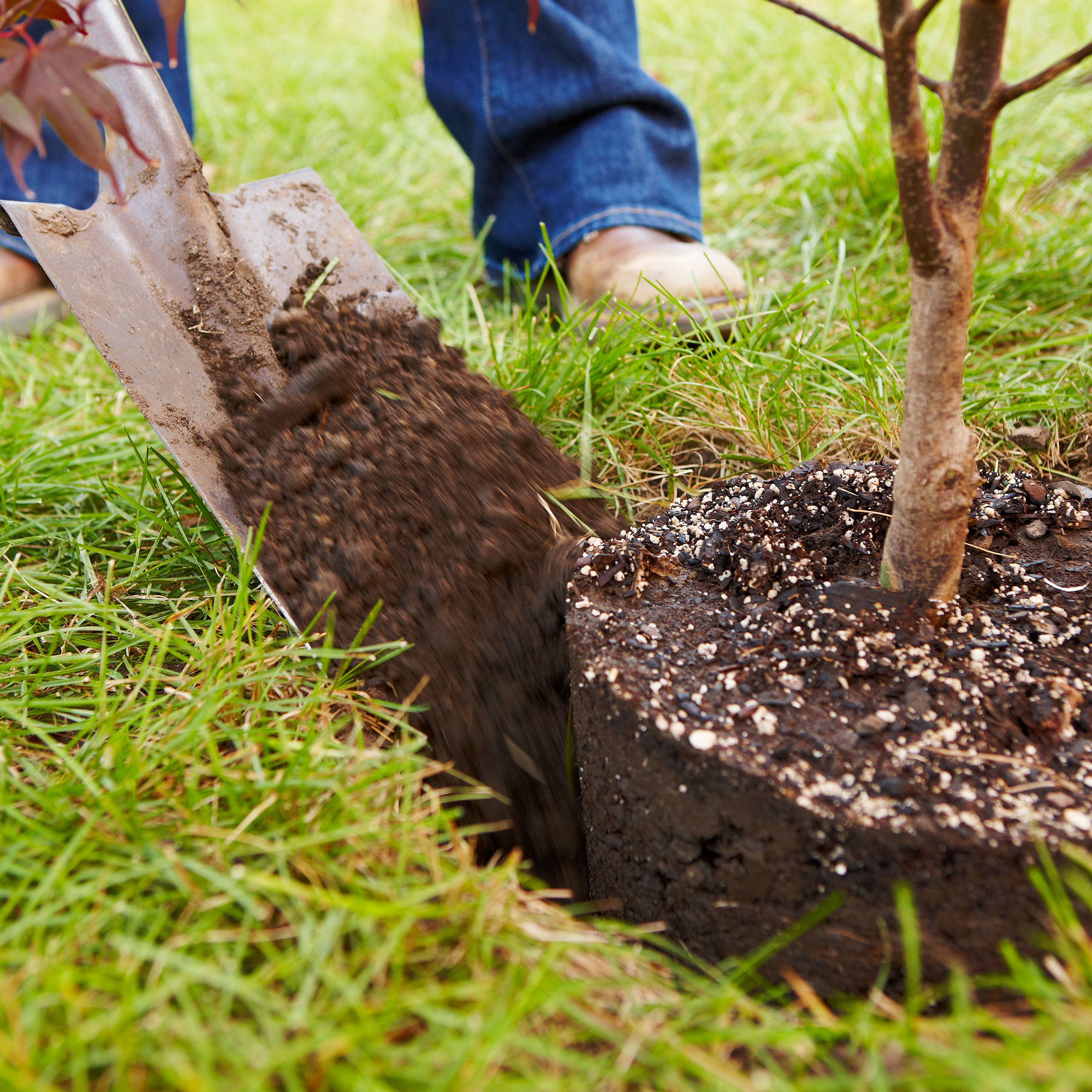 Tree Planting Guide: Tips for Successful Growth | Better Homes and Gardens